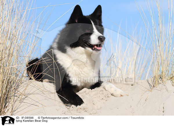 liegender Karelischer Brenhund / lying Karelian Bear Dog / IF-08586