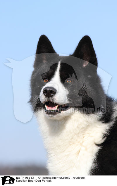 Karelischer Brenhund Portrait / Karelian Bear Dog Portrait / IF-08613