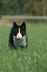 Karelian Bear Dog