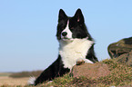 lying Karelian Bear Dog