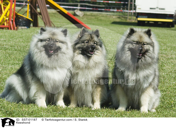 Keeshond / Keeshond / SST-01187