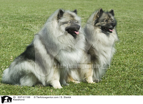 Keeshond / Keeshond / SST-01188