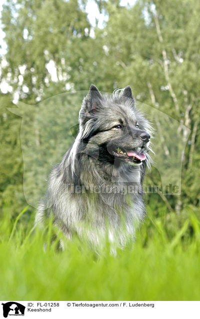 Wolfsspitz / Keeshond / FL-01258