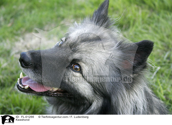 Portrait Deutscher Wolfsspitz / Keeshond / FL-01266