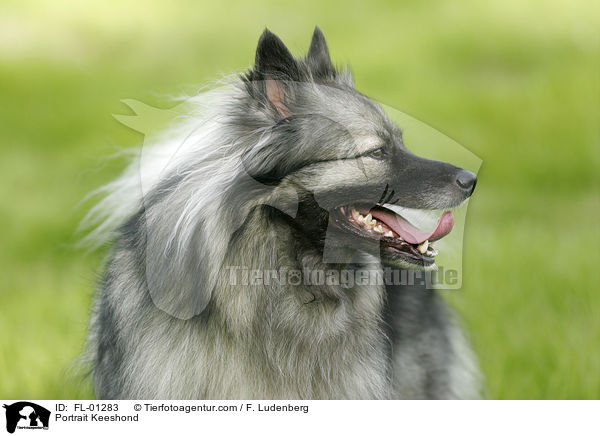 Portrait Deutscher Wolfsspitz / Portrait Keeshond / FL-01283