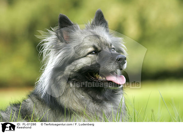 Portrait Deutscher Wolfsspitz / Keeshond / FL-01286