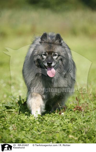 Deutscher Wolfsspitz / Keeshond / RR-20487