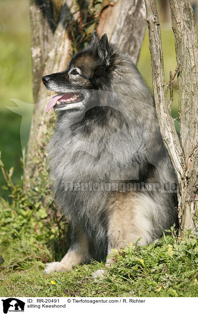 sitzender Deutscher Wolfsspitz / sitting Keeshond / RR-20491