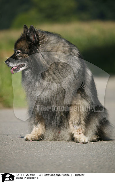 sitzender Deutscher Wolfsspitz / sitting Keeshond / RR-20509