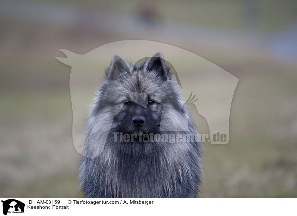 Deutscher Wolfsspitz Portrait / Keeshond Portrait / AM-03159