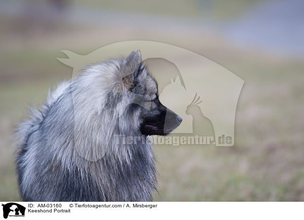 Deutscher Wolfsspitz Portrait / Keeshond Portrait / AM-03160