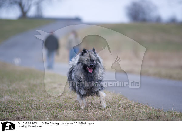 rennender Deutscher Wolfsspitz / running Keeshond / AM-03162