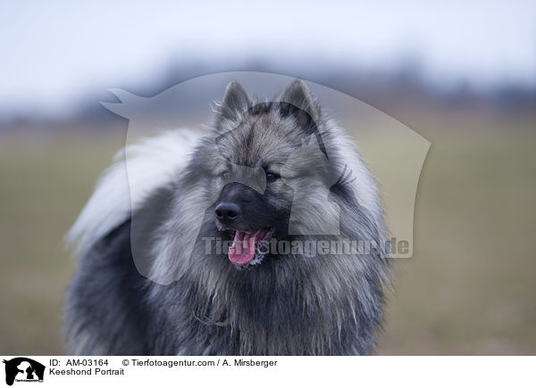 Deutscher Wolfsspitz Portrait / Keeshond Portrait / AM-03164