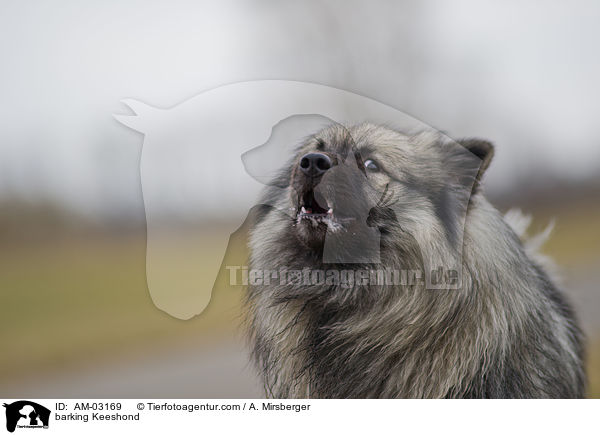 bellender Deutscher Wolfsspitz / barking Keeshond / AM-03169