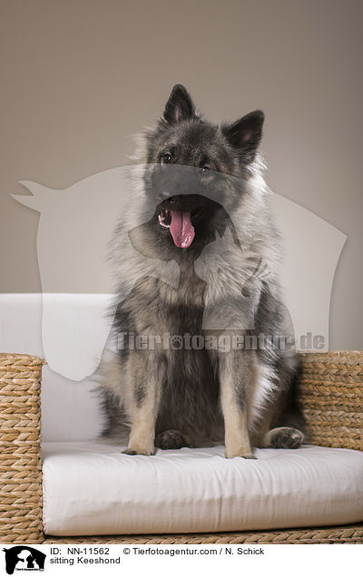 sitzender Wolfsspitz / sitting Keeshond / NN-11562