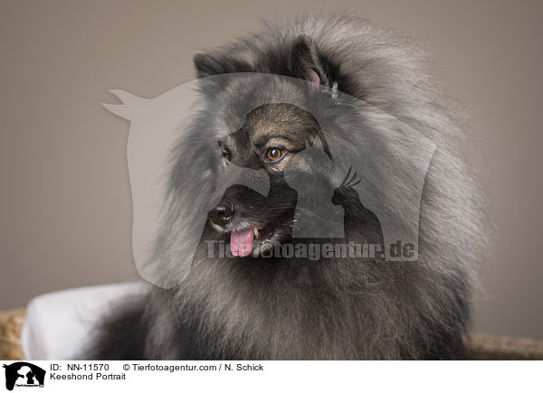 Keeshond Portrait / NN-11570