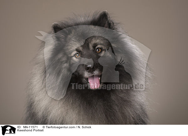 Keeshond Portrait / NN-11571