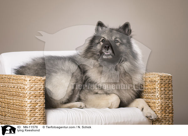 lying Keeshond / NN-11576