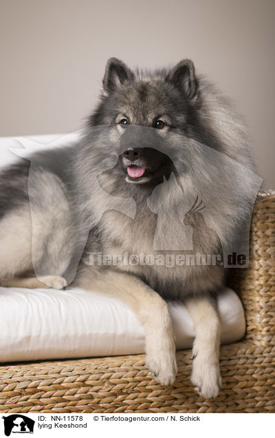 liegender Wolfsspitz / lying Keeshond / NN-11578