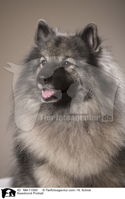 Wolfsspitz Portrait / Keeshond Portrait / NN-11580