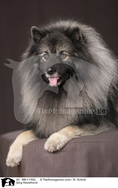 lying Keeshond / NN-11592