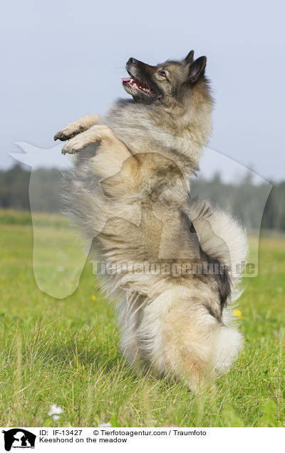 Wolfsspitz auf der Wiese / Keeshond on the meadow / IF-13427