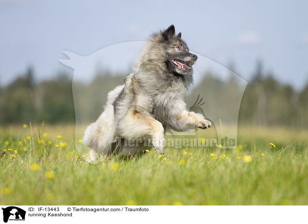 rennender Wolfsspitz / running Keeshond / IF-13443