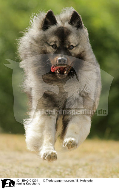 runing Keeshond / EHO-01201