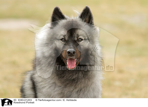 Wolfsspitz Portrait / Keeshond Portrait / EHO-01203