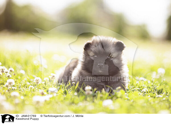 Wolfsspitz Welpe / Keeshond Puppy / JAM-01769