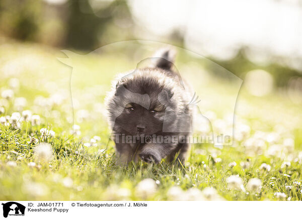 Wolfsspitz Welpe / Keeshond Puppy / JAM-01771