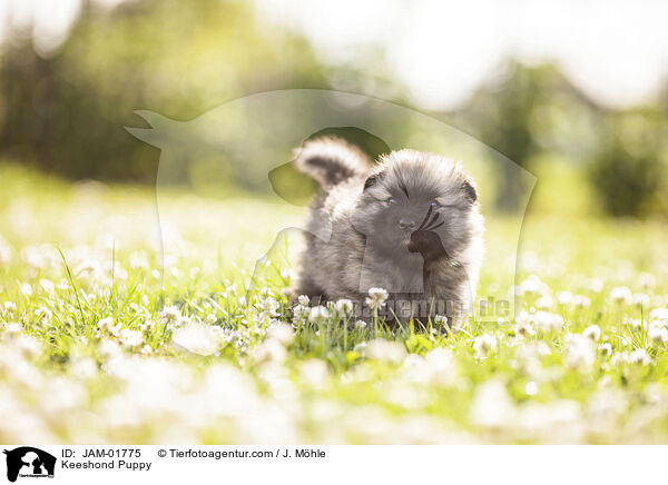 Wolfsspitz Welpe / Keeshond Puppy / JAM-01775