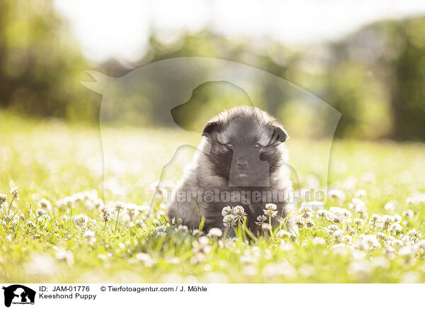 Wolfsspitz Welpe / Keeshond Puppy / JAM-01776