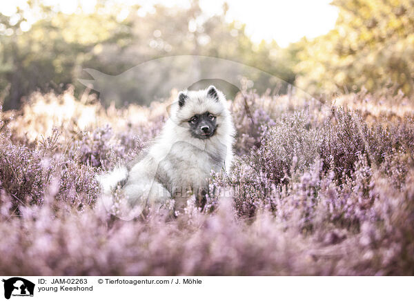 junger Wolfsspitz / young Keeshond / JAM-02263