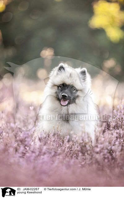 junger Wolfsspitz / young Keeshond / JAM-02267