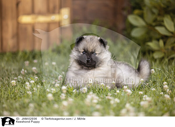 Wolfsspitz Welpe / Keeshond Puppy / JAM-02936