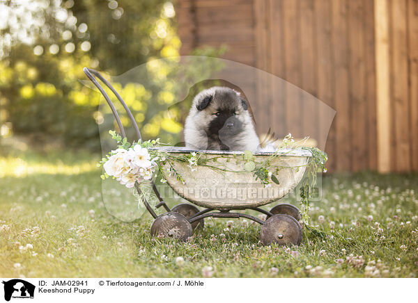 Wolfsspitz Welpe / Keeshond Puppy / JAM-02941