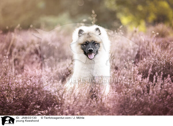 junger Wolfsspitz / young Keeshond / JAM-03130