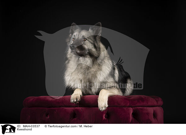 Keeshond / MAH-03537