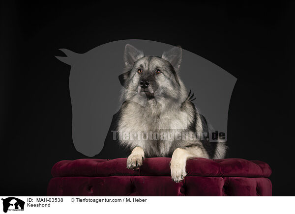 Keeshond / MAH-03538