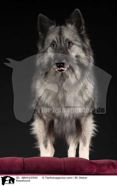 Wolfsspitz / Keeshond / MAH-03540