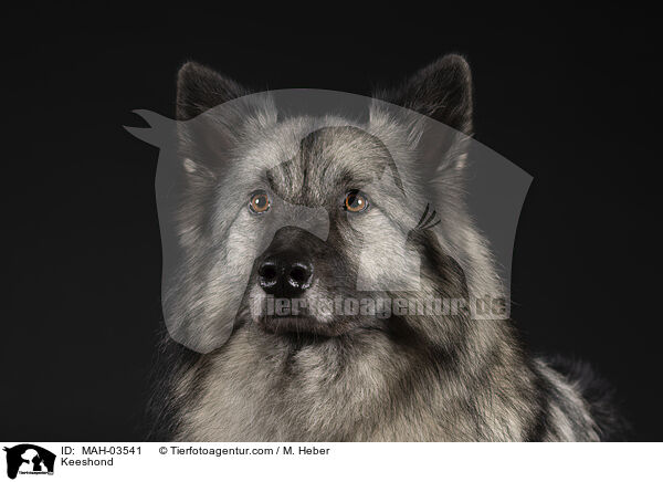 Keeshond / MAH-03541