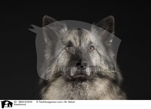 Keeshond / MAH-03544