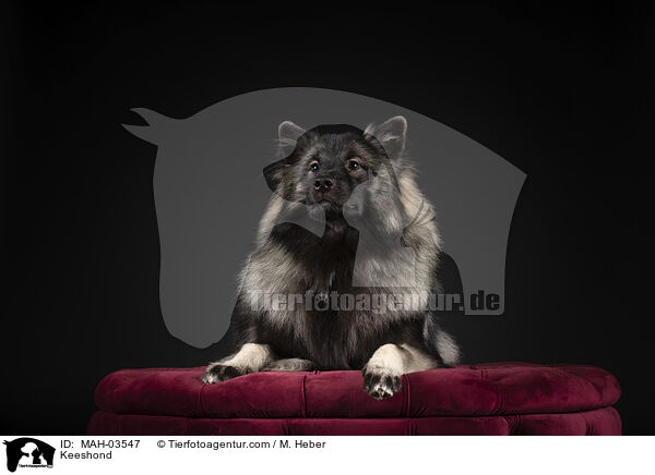 Wolfsspitz / Keeshond / MAH-03547