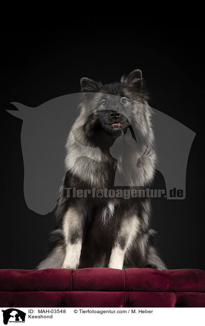 Keeshond / MAH-03548