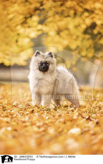 Wolfsspitz Welpe / Keeshond Puppy / JAM-03553