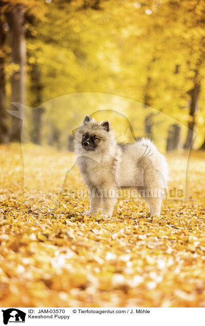 Wolfsspitz Welpe / Keeshond Puppy / JAM-03570