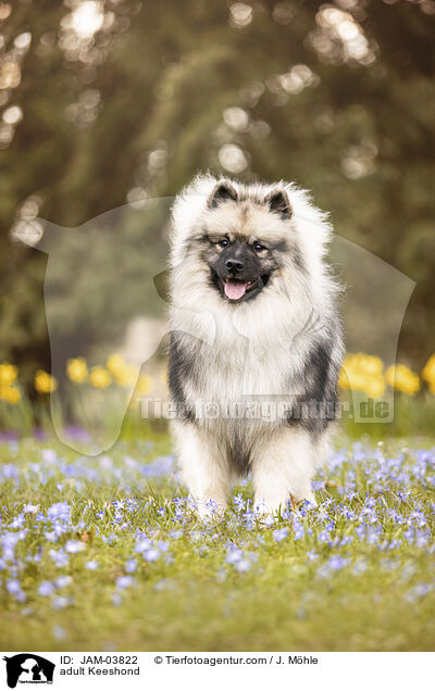 ausgewachsener Wolfsspitz / adult Keeshond / JAM-03822