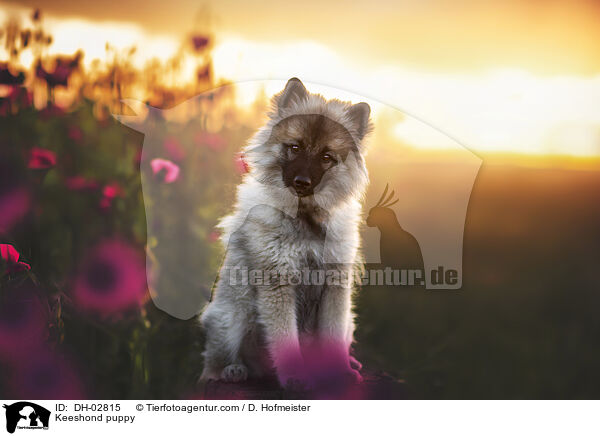 Keeshond puppy / DH-02815