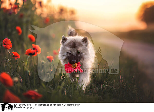 Wolfsspitz Welpe / Keeshond puppy / DH-02816